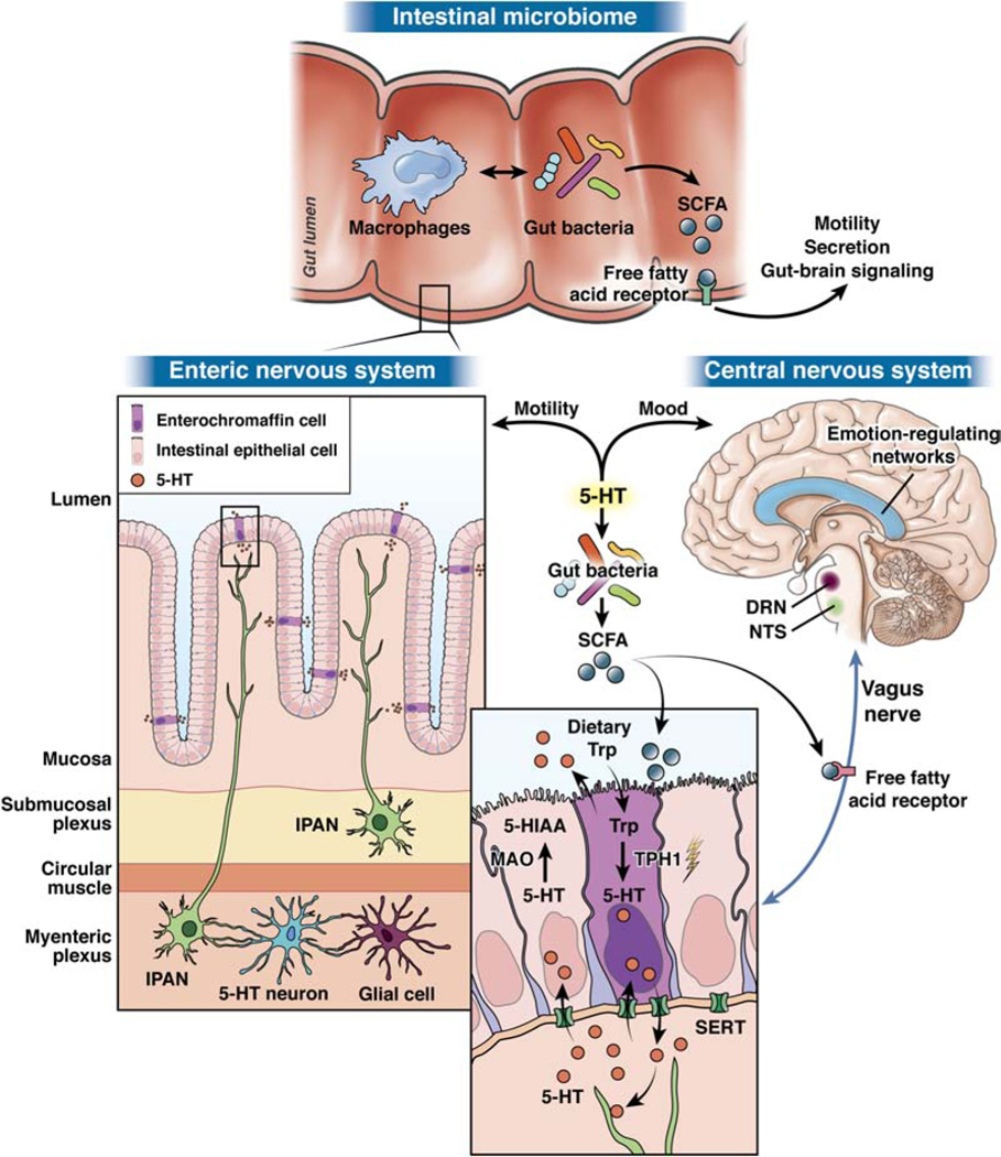 Unlocking the Secrets of the Microbiota-Gut-Brain Connection!